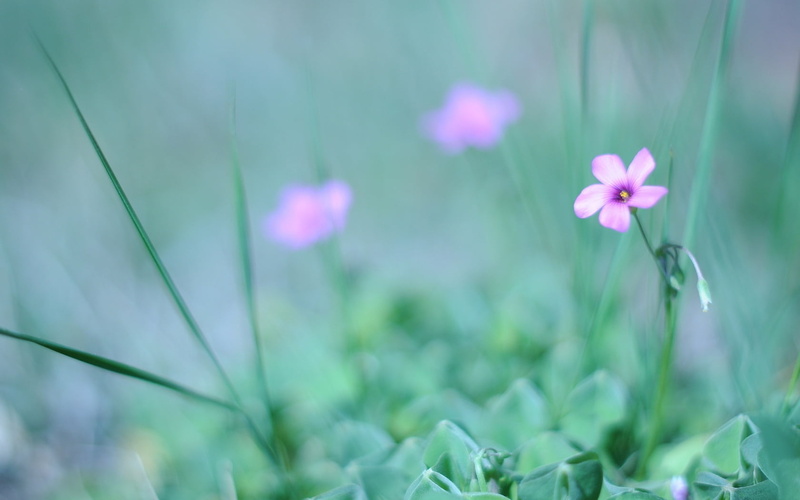 multi Colored, fragility, backgrounds, selective focus, greenery, fuzzy, vibrant Color, outdoors, vulnerability, growth, purple, flowers, beauty In Nature