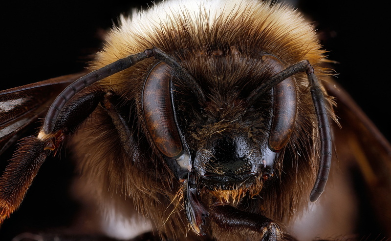 sensoryarray, antennae, animals in the wild, WesternBumblebee, animal wildlife, human face, BombusOccidentalis, Face, Eyes, close-up, 4K, brown, human body part