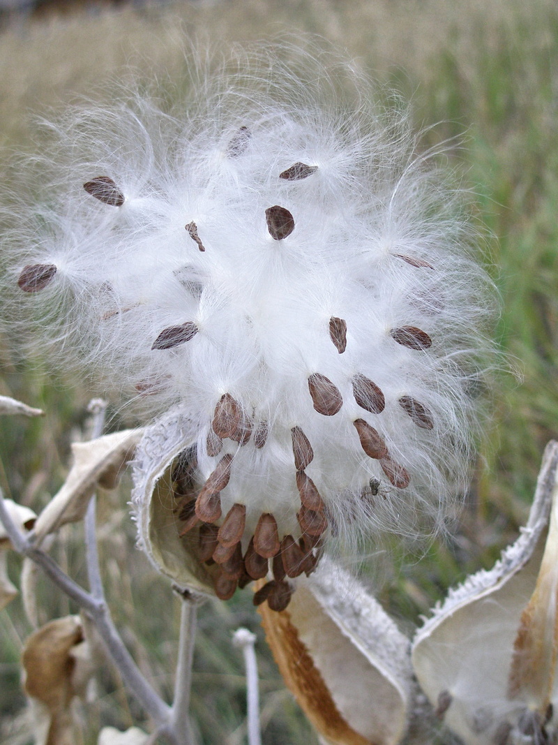 white, maybe, nature, silk, seed, focus on foreground, softness, day, close-up, cotton plant, fuzzy, like, white color, brown, pod, land, fluffy, seed pod