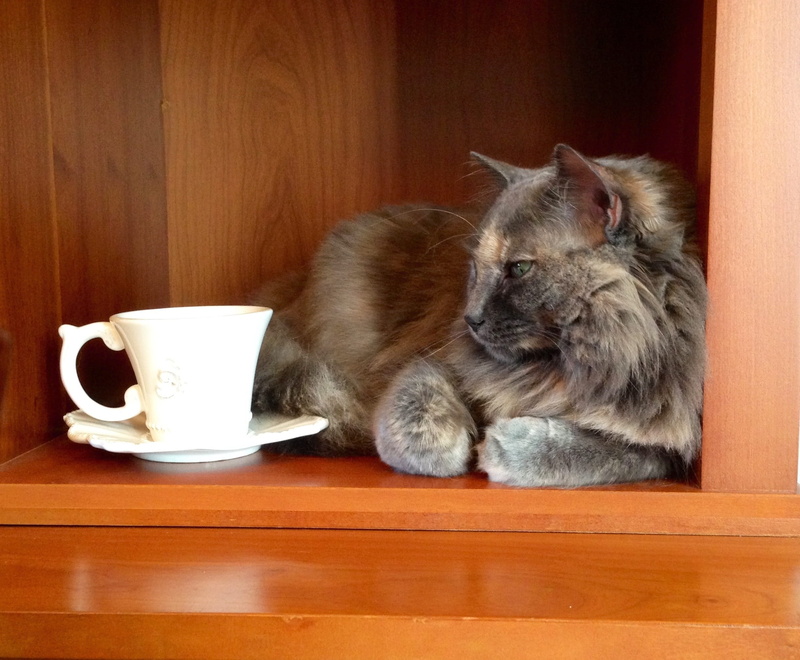 one animal, crockery, no people, Fuzzy, table, white, pets, domestic, beside, food and drink, coffee cup, animal, animal themes, home, Tea, coffee, 1080P