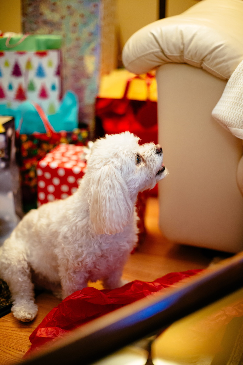 dog, no people, adorable, christmas, fuzzy, home interior, cute, poodle, selective focus, animal, domestic, one animal, chair, sofa, 5K, toy, happy, pets