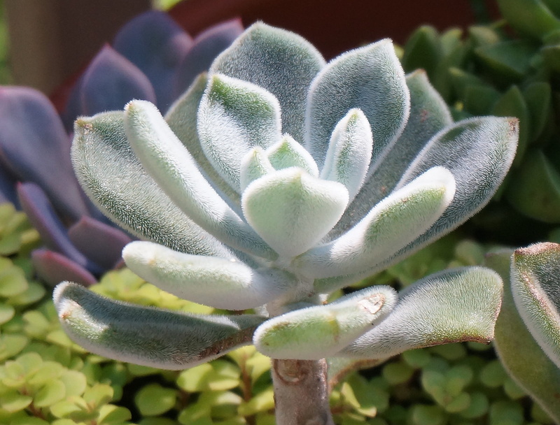 leaves, succulent plant, Panda Plant, plant, vulnerability, Succulent, fragility, flowering plant, day, Houseplant, petal, botany, close-up, flower head