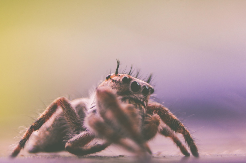 field, nature, gradient, cute, arthropod, invertebrate, animal themes, happy, fuzzy, no people, jumping spider, leaf, poisonous, animal, bug, 4K, brown