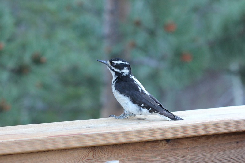 beauty in nature, no people, animals in the wild, railing, fuzzy, full length, cute bird, downy woodpecker, colorado, nature, perching, animal wildlife