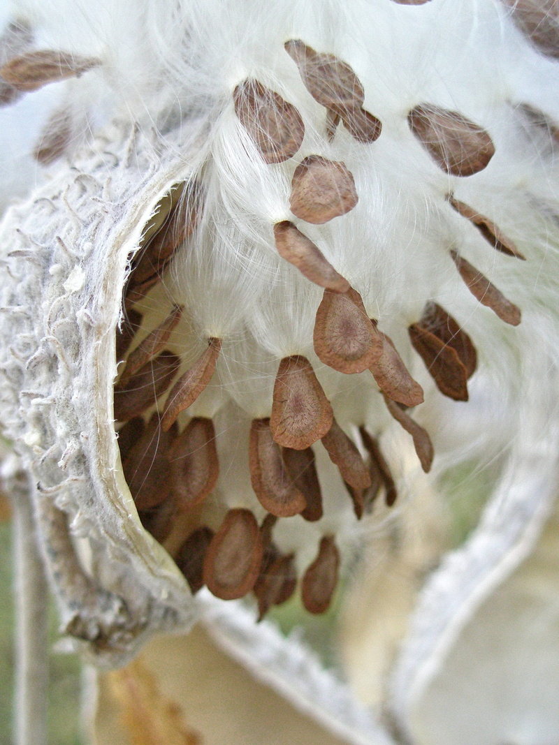 hair, milkweed pod, still life, fluffy, white color, food, brown, food and drink, 1080P, close-up, pod, no people, cracked, silk, fruit, happily, focus on foreground