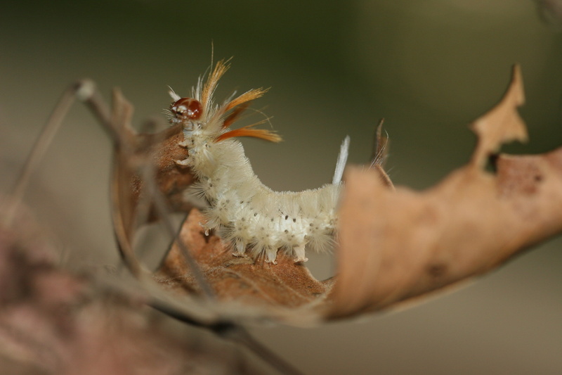 wooly, animal themes, day, white, animals in the wild, outdoors, fuzzy, selective focus, caterpillar, body part, small, nature, macro, 2K, orange, no people