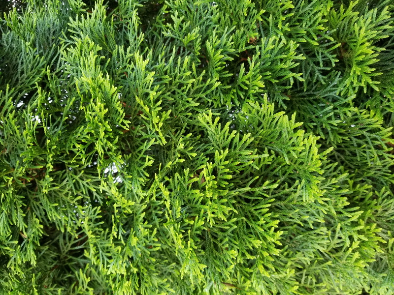 day, no people, close-up, coniferous tree, backgrounds, leaf, plant, green, tree, pine tree, plant part, foliage, texture, green color, land, freshness