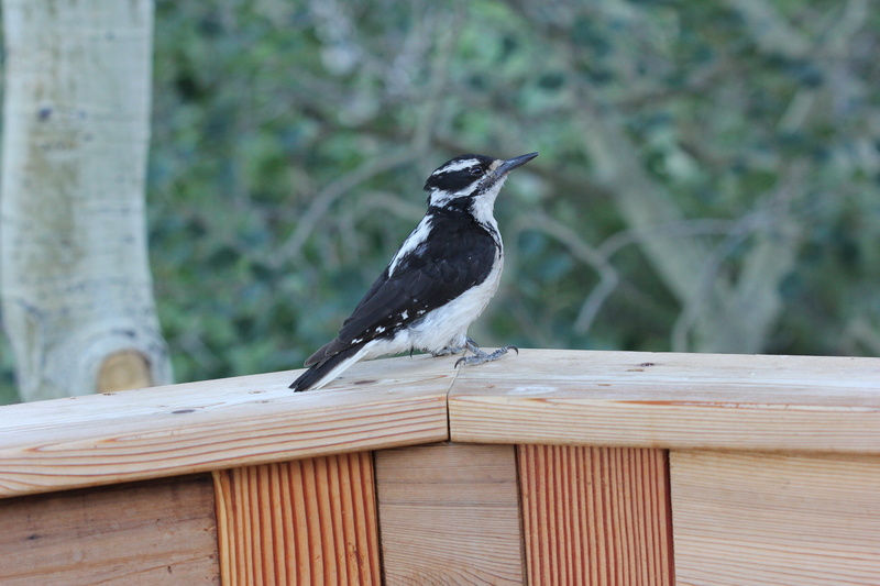 outdoors, animals in the wild, blackbird, animal themes, one animal, wood - material, 5K, colorado, vertebrate, furry, perching, table, downy woodpecker