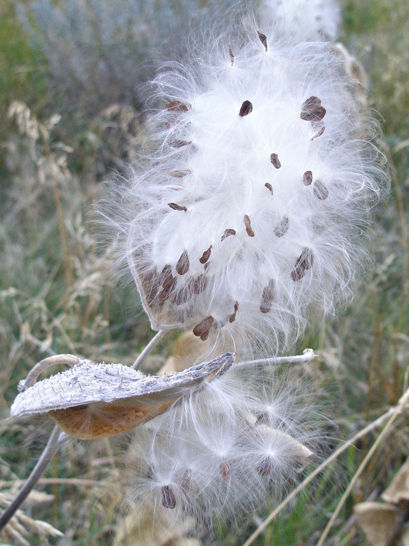 next, plant, cracked, one, milkweed, empty, one animal, silky, brown, fluffy, pod, field, no people, spilling, white, silk, animal wildlife, fragility