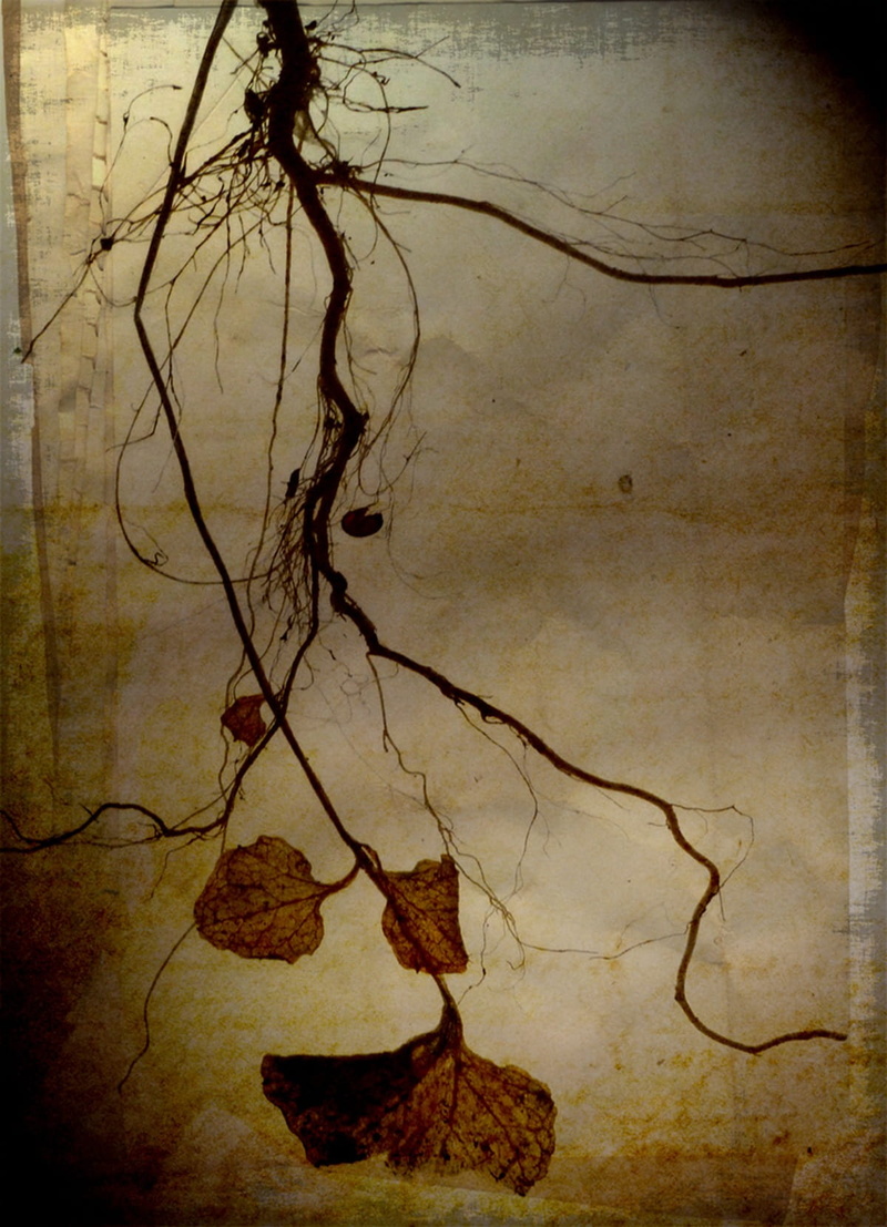 paint, art and craft, Hanging, branch, art, dried, autumn, withered, abstract, 720P, leaves, Roots, auto post production filter, close-up, Painted, photo