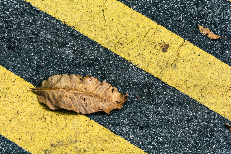 road, city, day, transportation, yellow lines, nature, leaf, sign, close-up, street, symbol, singapore, dried leaf, high angle view, yellow, no people