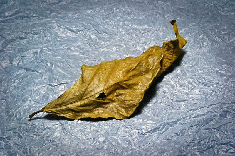 light, leaf, change, mawanella, indoors, still life, vulnerability, yellow, high angle view, no people, ceylon, autumn, nature, tissue paper, old leaf
