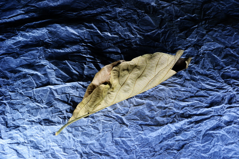 linen, Dried, textile, close-up, autumn, single object, blue, sheet, dried leaf, high angle view, plant part, fish, dry, one animal, no people, old leaf