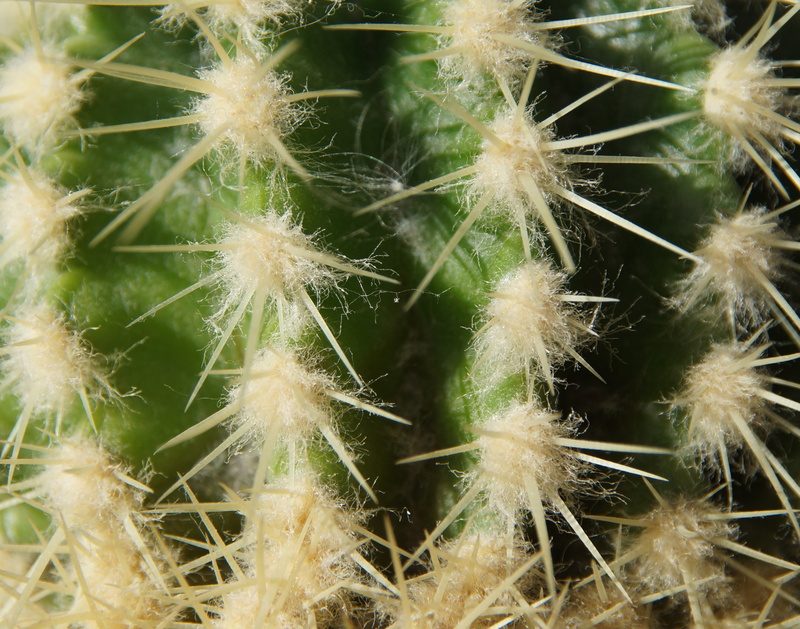 desert, window sill, cactus blossom, cactus, spherical, white, background, spiked, ornamental plant, spiky, pain, beauty in nature, engraving, pointed