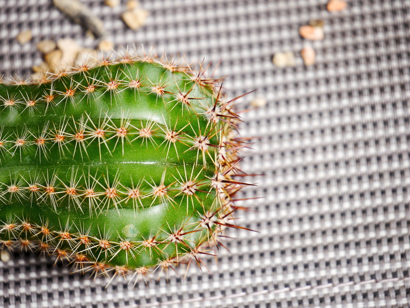 woven, nature, texture, outdoors, botany, focus on foreground, high angle view, beauty in nature, spherical, close-up, caution, potted plant, Grid, grey