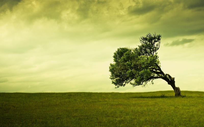 clouds, field, stand, tree, alone, nature, hd, 1080P