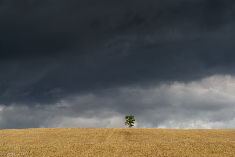 clothes, leaf, wheat, nimbus, summer, 5K, farm, tree, green, loner, landscape, tall, partner, landscaped, scenics, meadow, dried, storms, sky, cloud - Sky