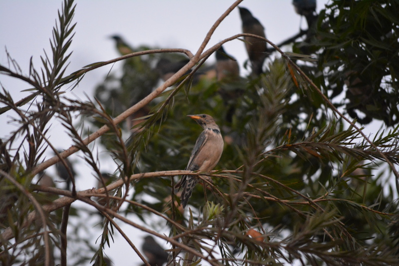 sunset, selective focus, 5K, wings, animals in the wild, branch, animal, vacation, dark, nature, wild, plant, beak, evening, outdoors, day, feather, tree