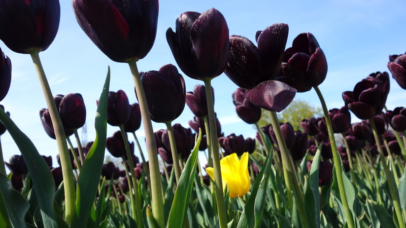 netherlands, loner, freshness, close-up, tulip fields, bloom, inflorescence, outsider, red, 5K, growth, plant, sky, outdoors, petal, beauty in nature