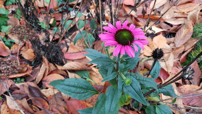 4K, close-up, purple, stubborn, day, leaf, no people, plant, nature, freshness, beauty in nature, fragility, vulnerability, bloom, field, only, lonely