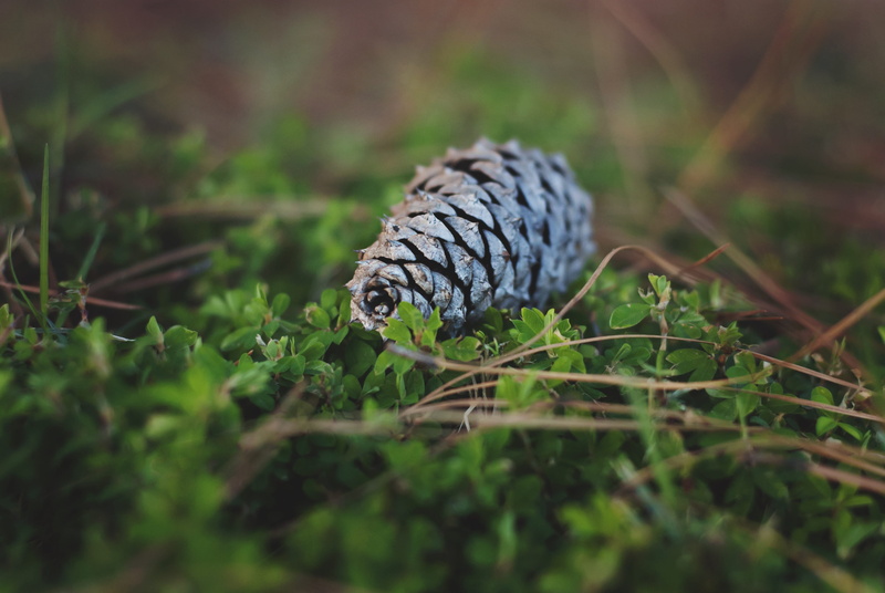pinecone, nature, coniferous, leaf, poisonous, outdoors, land, loner, brown, grass, animal themes, one animal, animal wildlife, green, evergreen, green color