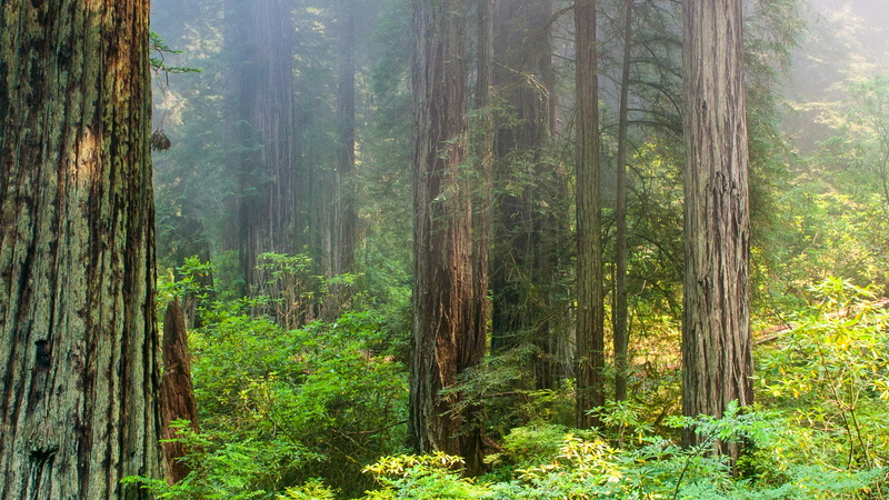 pine tree, tree, evergreen tree, tree trunk, nature, trunk, beauty in nature, non-urban scene, tranquility, growth, rainforest, sunlight, national, coniferous tree