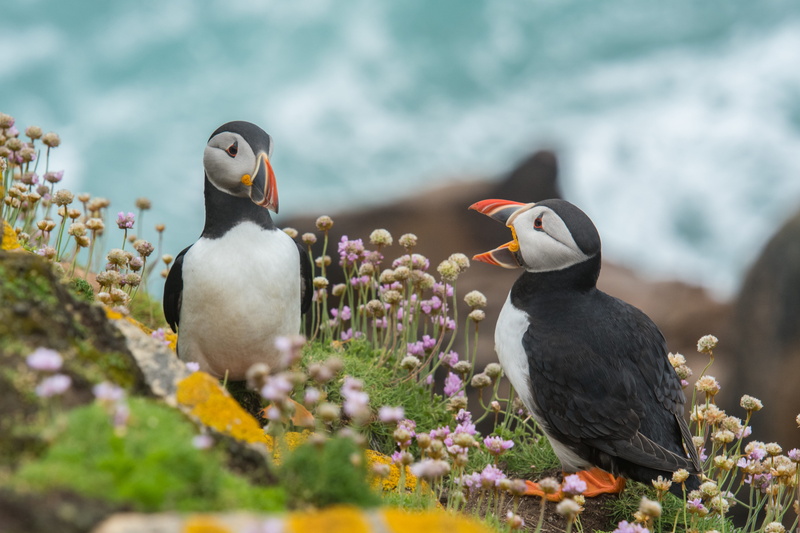 wildlifephotography, day, beak, animal wildlife, rocks, white, selective focus, coastline, clif, black, animals in the wild, birds, bed, beauty in nature