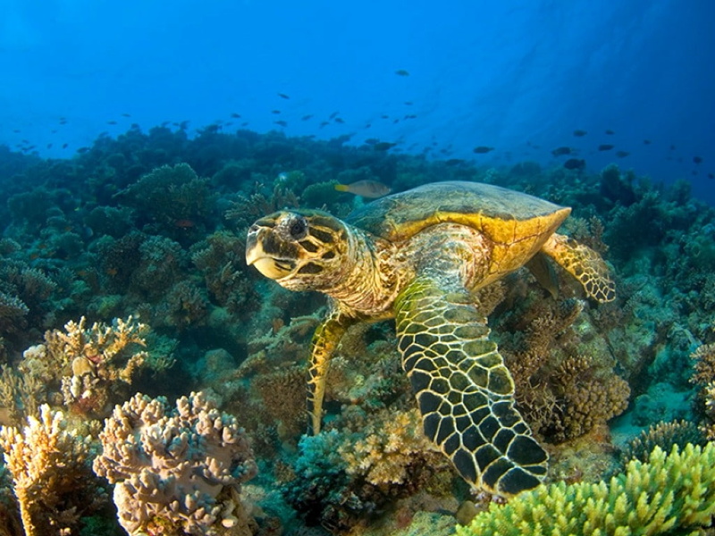 hd, picture, sea, white, turtle, black, cool, 480P, animals