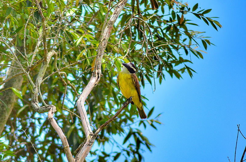 leaf, no people, animal themes, animals in the wild, fly, plant part, green color, beauty in nature, pity, bird, tree, perching, branch, 4K, nature, growth