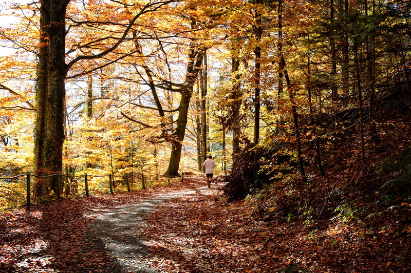 deciduous forest, golden autumn, yellow, growth, away, trunk, tranquility, colorful, forest path, romantic, october, scenics, jogger, autumn colours, change