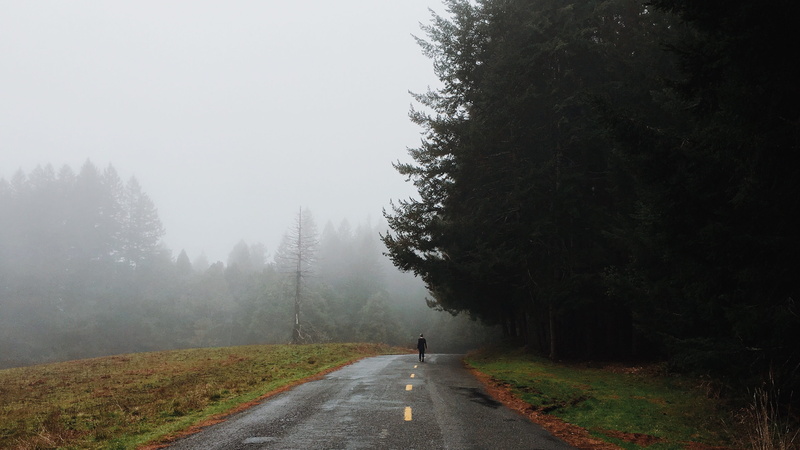 scenics - nature, pine tree, environment, pine, scenics, 4K, plant, fog, foggy, beauty in nature, tall, near, pavement, day, nature, full length, landscape