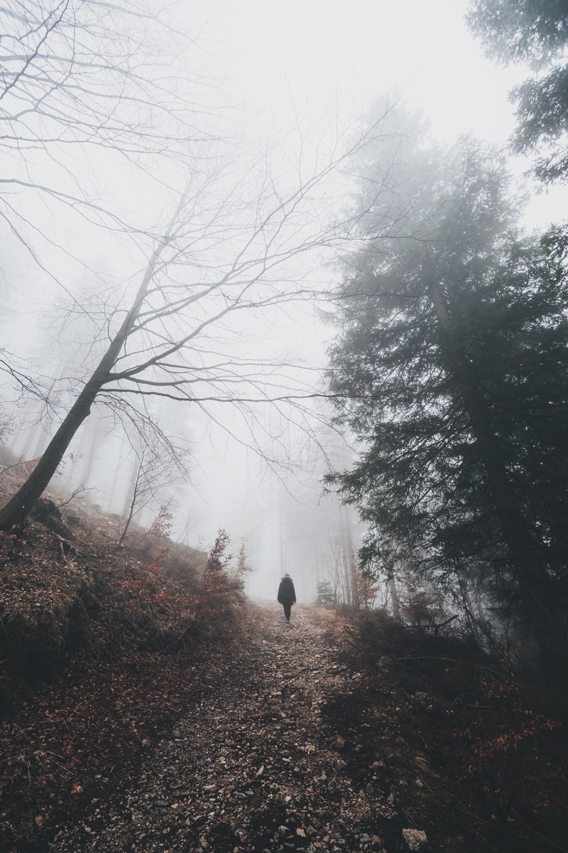 people, idyllic, non-urban scene, tree, hike, scenics - nature, fog, travel, mountain, outdoors, beauty in nature, land, real people, foggy, climb, branch