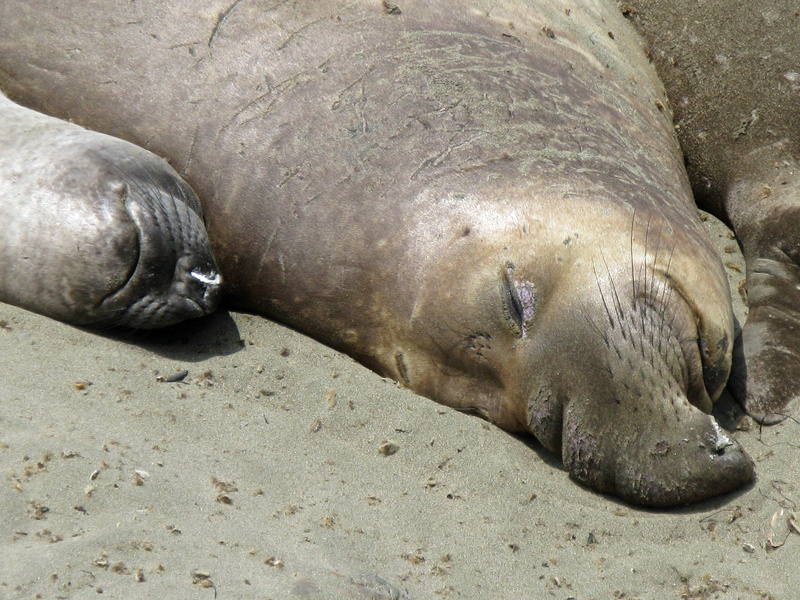 4K, napping, sea, land, sea lions, animals in the wild, seal - Animal, sand, aquatic mammal, california, animal, animal themes, highwag nr 1, beach, sea Lion
