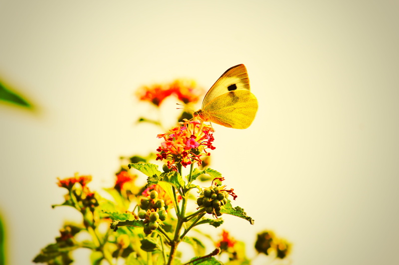 invertebrate, flower head, flowering plant, no people, plant, animal, animal wildlife, fragility, freshness, animal wing, butterfly - insect, animal themes