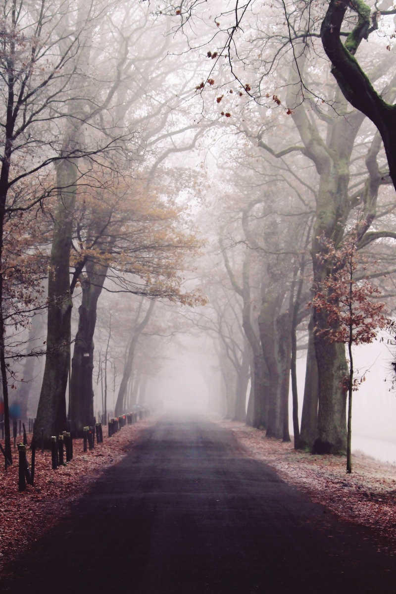 road, forest, fall color, fall leaves, transportation, trees, outdoors, beauty in nature, cold, tranquil scene, nature trail, season, tree lined avenue