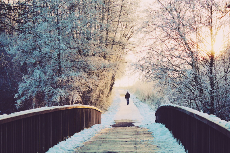 woods, park, bare tree, fog, long walk, lifestyles, beauty in nature, plant, bright, lonely, outdoors, cold, 2K, footpath, frozen, tree, scenic, bridge