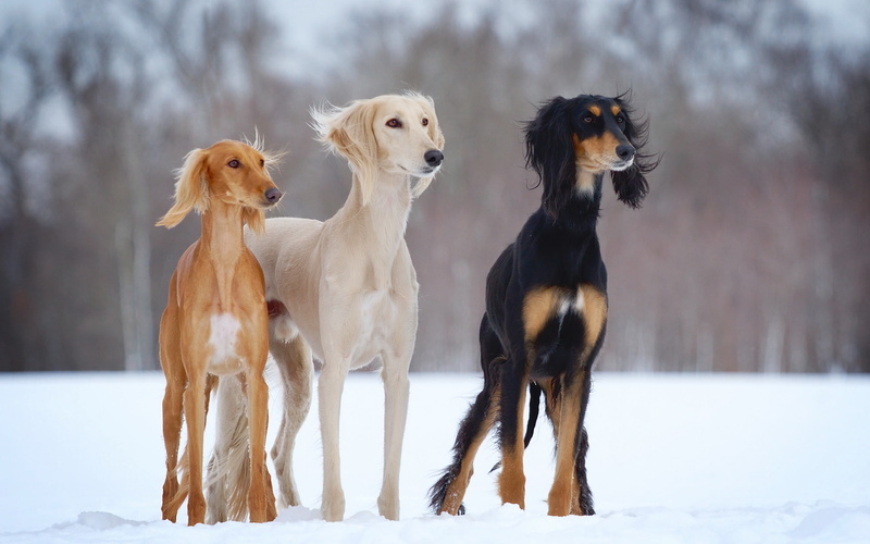 2K, slider, Saluki, dogs-h, dogs, open-air, winter, snow