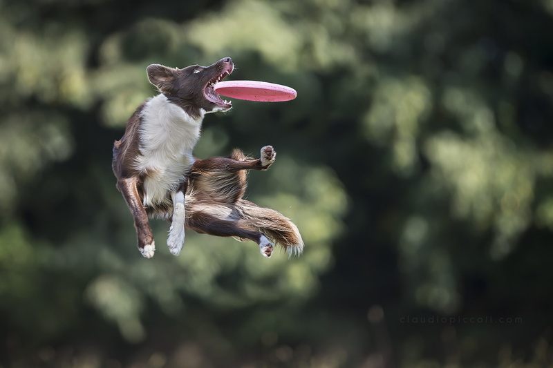 aggression, day, mid-air, 1080P, plant, zoology, motion, dog, nature, focus on foreground, no people, domestic, outdoors, animal wildlife, flying, pets