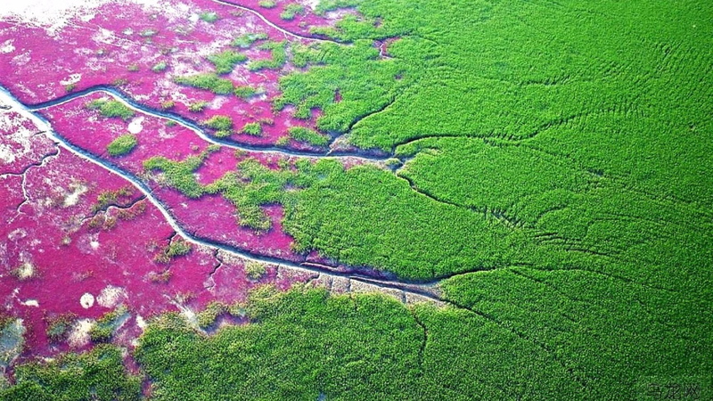 wetland, landscape, high angle view, tranquility, full frame, shuangtaihekou national nature reserve, beauty in nature, pink color, green color, no people