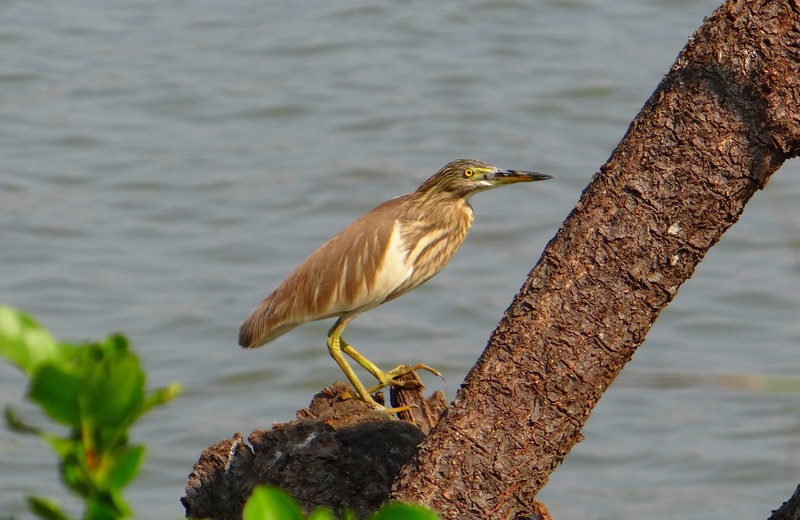 avian, lake, 2K, focus on foreground, tree trunk, gokarna, aghanashini, estuary, nature, animals in the wild, outdoors, one animal, heron, perching, tree