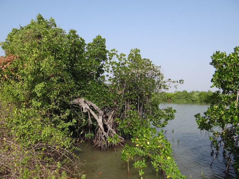 tree, day, mangroves, tropical, beauty in nature, growth, water, non-urban scene, nature, tidal ingress, sky, tranquil scene, gokarna, forest, 2K, scenics - nature