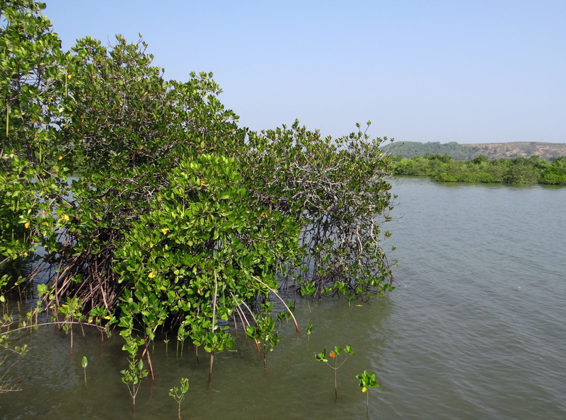 tropical, forest, reflection, lake, backwaters, natural, beauty in nature, Estuary, scenics - nature, day, outdoors, nature, environment, tree, water, plant