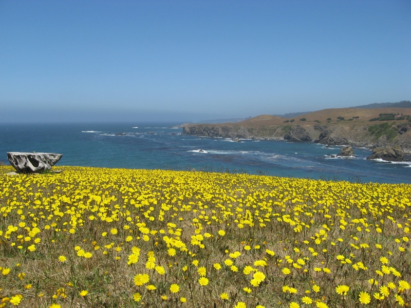 california, water, growth, flowering plant, yellow, nature, land, vulnerability, tranquil scene, wildflowers, mendocino, plant, sky, coastline, scenic