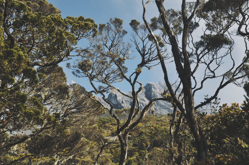 plant, misty, land, mountain, tranquility, woodland, low angle view, tree, 4K, no people, day, idyllic, ranau, mount kinabalu national park, calm, fir