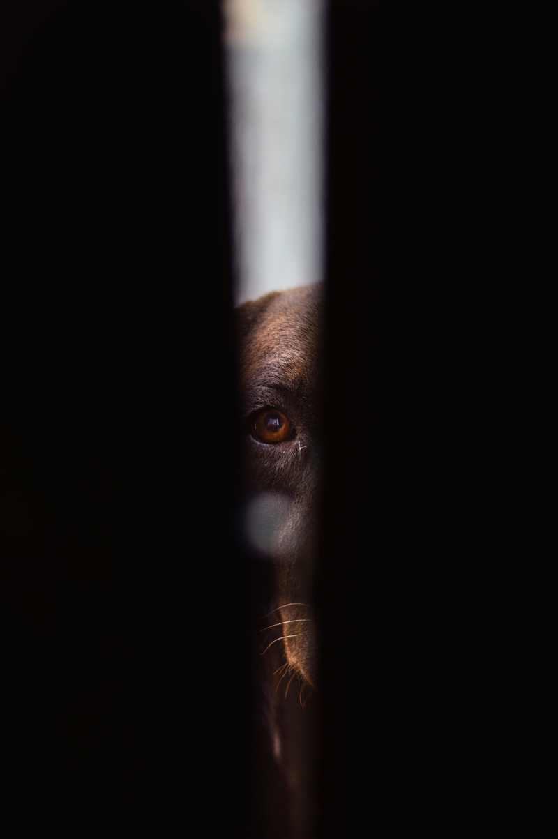 dark, pet, obscured face, indoors, headshot, depression - sadness, human eye, human face, horror, eye, adults only, dog, portrait, black, adult, looking