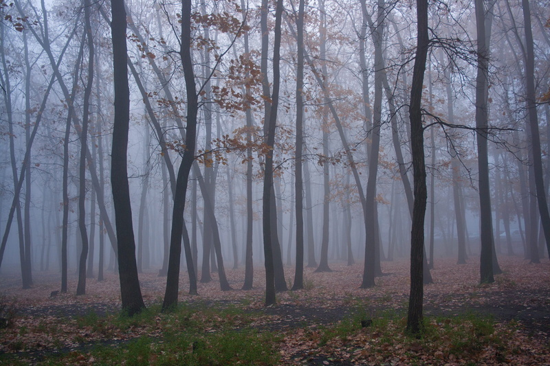 autumn, nature, wet, foggy, trees, fog, woodland, tree, light, misty, blue, idyllic, mist, land, weather, no people, mood, mystery, tree trunk, nightmare