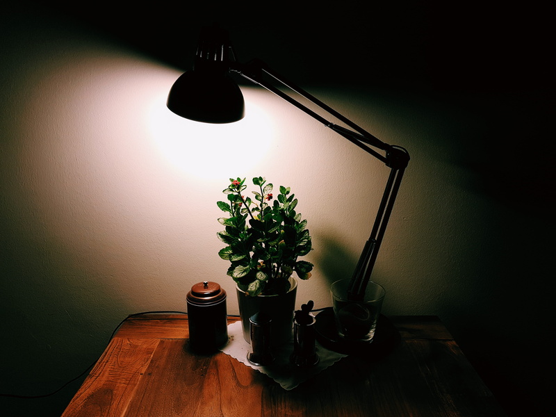 illuminated, silhouette, glass, cozy, indoors, night, potted plant, still life, living room, flower, dark, belonging, glass - material, nature, plant, electric lamp