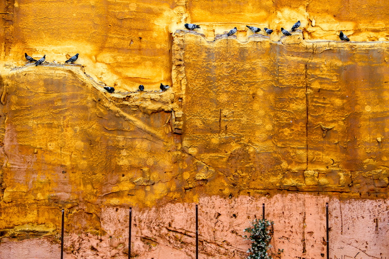 wall - building feature, barri gòtic, architecture, multi colored, textured, barcelona, old, day, damaged, urban, pigeon, elisava, nature, outdoors, built structure