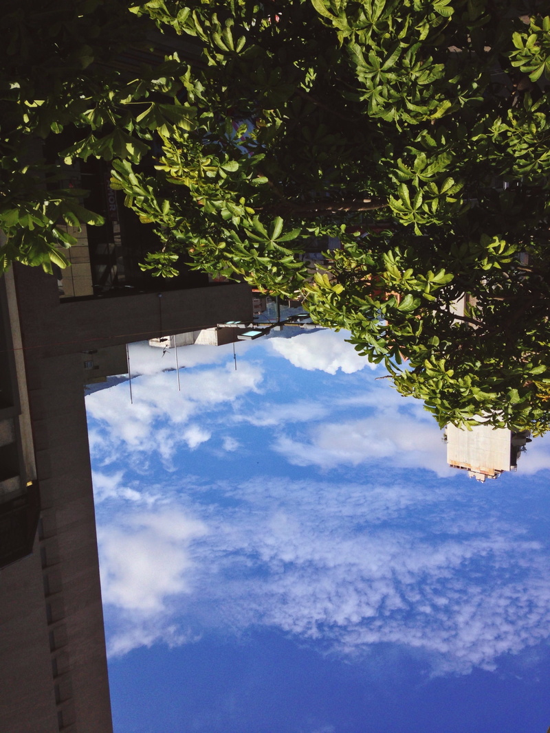 low angle view, 2K, day, building exterior, blue, branch, nature, no people, city, outdoors, building, beauty in nature, caracas, forest, green, cloud - sky