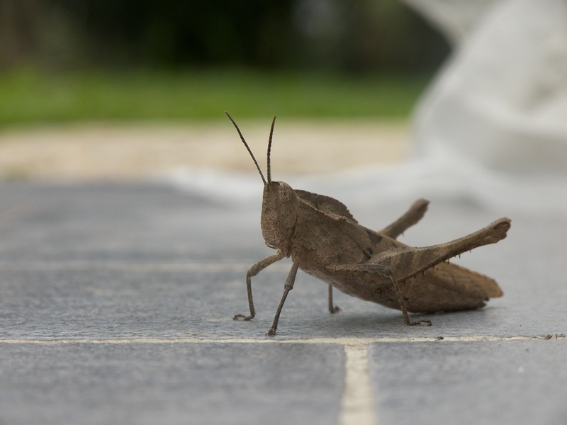 grillo, selective focus, praying mantis, animal themes, footpath, cricket, zoology, one animal, fauna, caracas, animal, animals in the wild, close-up, animal wildlife